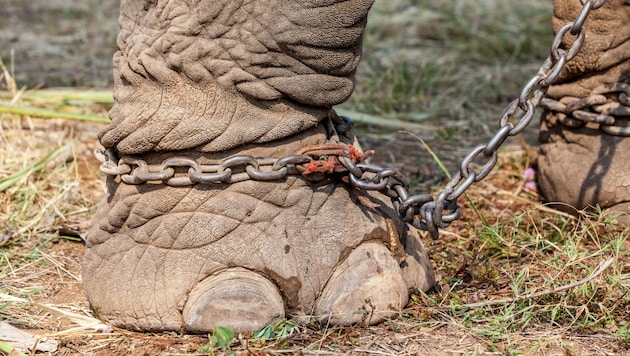 Das Reiten auf Elefanten kann niemals artgerecht sein. (Bild: denboma - stock.adobe.com)