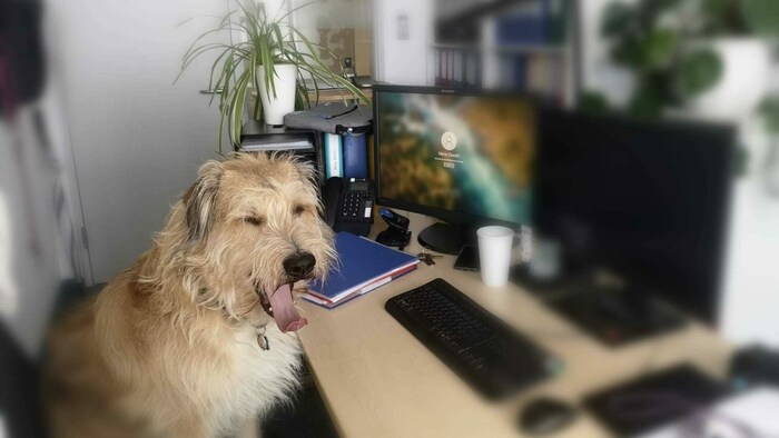 Für „Dagobert“ ist so ein Bürotag recht anstrengend und ermüdend.