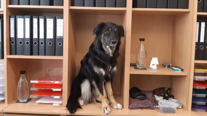 „Kimchi“ hat sich perfekt an die Büroeinrichtung angepasst.