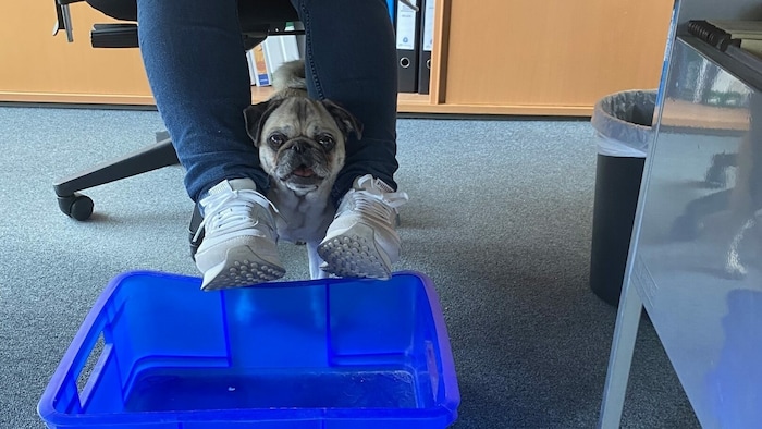Dieser Mops hofft auf die Befüllung seines „Pools“.