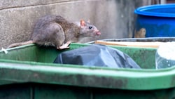 Im Kampf gegen unwillkommene Ratten wird vermehrt der Wirkstoff Alpha-Chloralose eingesetzt. Dieser bedroht aber nicht nur die Nager, sondern auch das Leben der Hauskatzen. (Bild: stock.adobe.com)