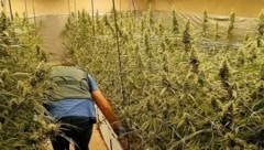 Auf 600 Quadratmetern wuchsen und gediehen hier knapp 5000 Cannabispflanzen. (Bild: Guardia Civil)