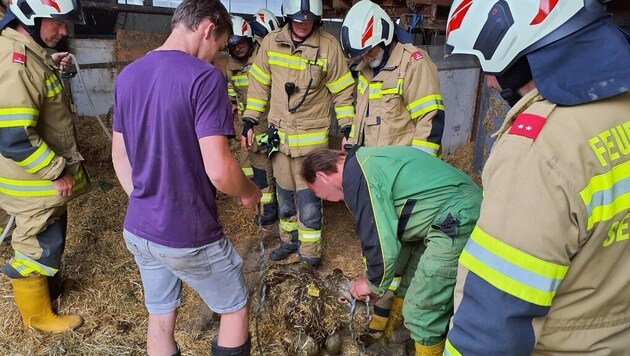 Die Feuerwehr konnte die jungen Tiere bergen. (Bild: Feuerwehr Seekirchen)