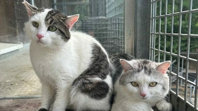 ¿Quién tiene un lugar para los hermanos gatos?  (Imagen: Refugio de animales Vorarlberg)