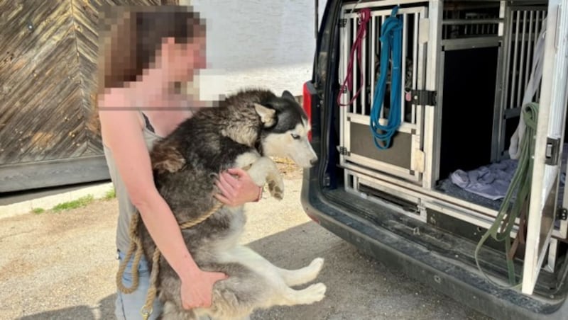 13 Hunde wurden beschlagnahmt und an Tierheime in der Umgebung verteilt. (Bild: zVg, Krone KREATIV)