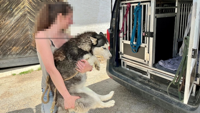 13 Hunde wurden beschlagnahmt und an Tierheime in der Umgebung verteilt.