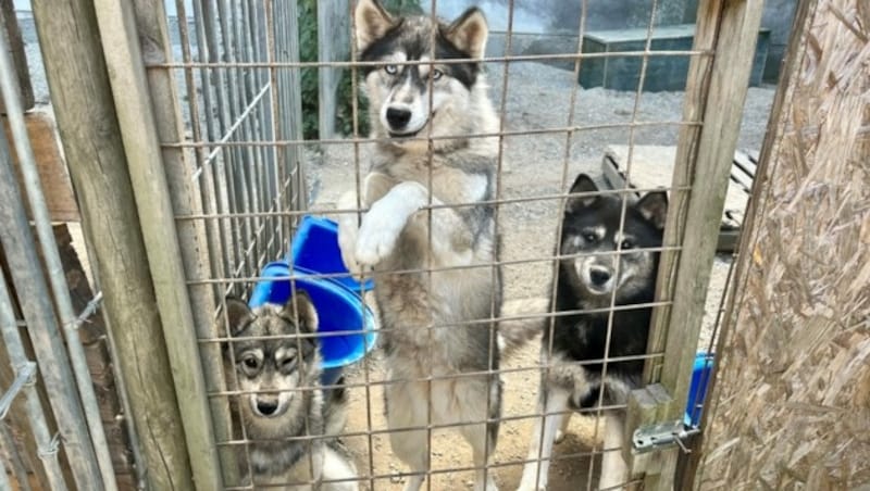 Mittlerweile wirken die Huskys wieder besser genährt, nachdem sie bedrohlich abgemagert waren. (Bild: zVg)