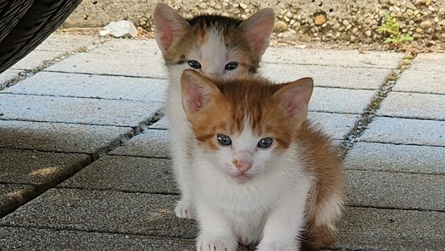 Die Katzenbabys wurde mitsamt ihrer Mutter am Stützpunkt des Roten Kreuzes in Hainburg an der Donau unter einem Anhänger entdeckt. (Bild: Rotes Kreuz Hainburg)