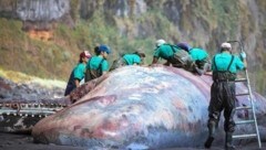Mitarbeiter der Universität Las Palmas untersuchen den Pottwal, der den 9,5 kg schweren Ambra-Klumpen in seinem Darm hatte. (Bild: Universidad de Las Palmas de Gran Canaria)