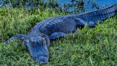 Im US-Bundesstaat South Carolina soll eine Frau bei einem Angriff von einem Alligator ums Leben gekommen sein. (Bild: AFP)