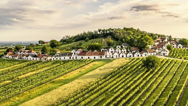 Garantiert guten Wein und Kulinarik gibt’s im malerischen Weinviertel in Niederösterreich. (Bild: (c) Niederösterreich Werbung/ Robert Herbst)