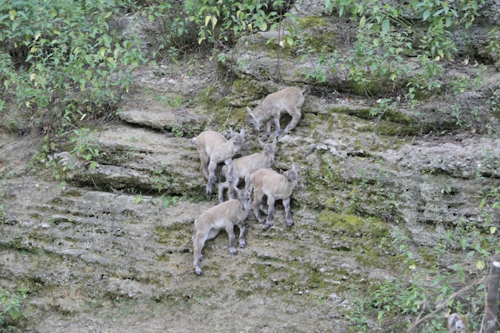 Die Jungtiere sind Alpensteinböcke