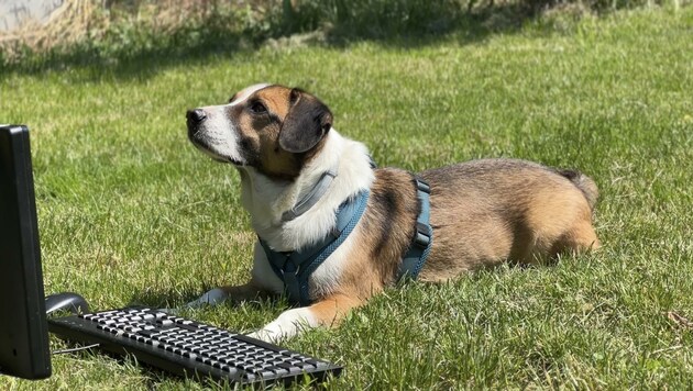 Hund „Tobi“ übernimmt im Urlaub die Beantwortung der E-Mails (Bild: Tierschutz Austria)