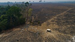 Noch immer werden in Brasilien jeden Tag unzählige Hektar Regenwald für Weide- und Ackerland gerodet. (Bild: AP)