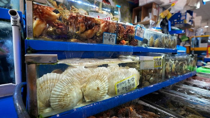 Meeresfrüchte auf einem Markt in Seoul. Die Nachbarländer Japans haben Bedenken, wie sich das Ablassen des Fukushima-Wassers auf die Umwelt auswirken könnte. China will gar die Einfuhr von Waren verbieten.