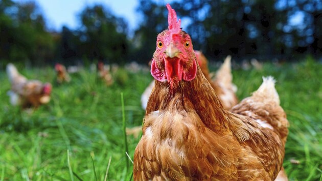 You don't have to look far for happy chickens in Kirchschlag in der Buckligen Welt. (Bild: Imre Antal)