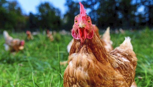 Glückliche Hühner muss man in Kirchschlag in der Buckligen Welt nicht lange suchen. (Bild: Imre Antal)