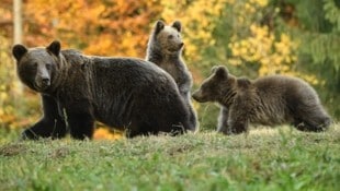 Das getötete Jungtier war vermutlich mit seiner Mutter und einem weiteren Bärenjungen unterwegs. (Bild: AFP (Symbolbild))