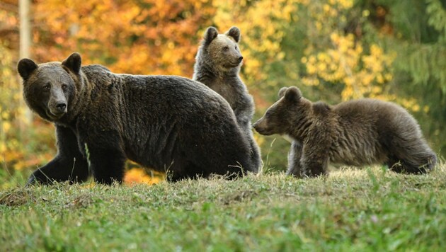 Im Trentino wurde im vergangenen Jahr eine Rekordzahl an jungen Bären geboren (Symbolbild). (Bild: AFP (Symbolbild))