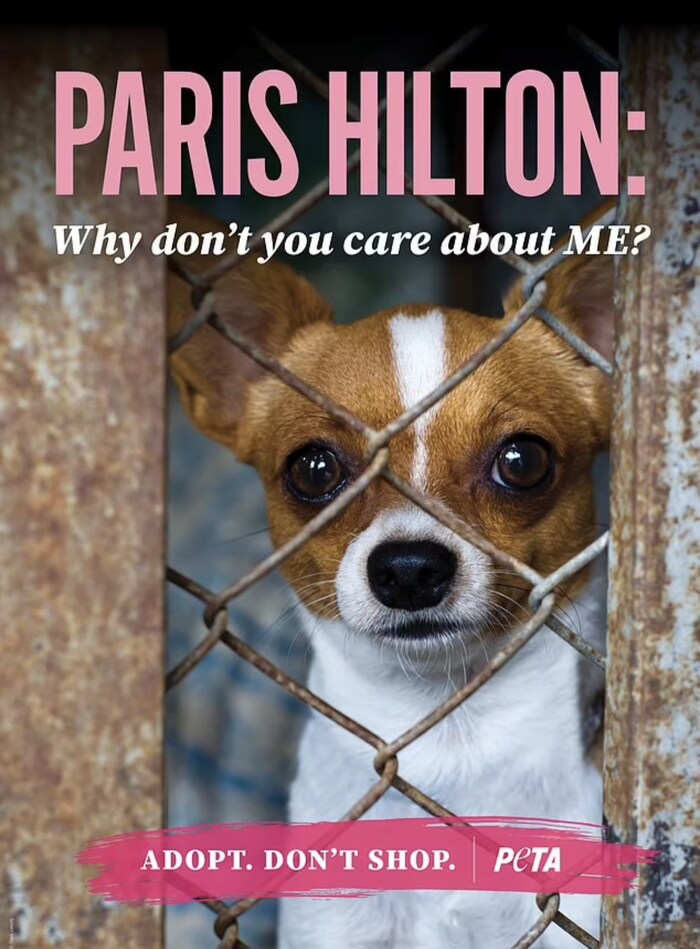 Die Tierrechtsorganisation PeTA prangert Paris Hilton.