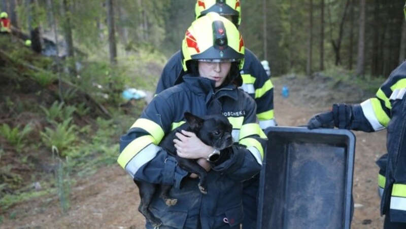 Der Hund des 61-Jährigen konnte ebenfalls gerettet werden. (Bild: Thomas Zeiler)