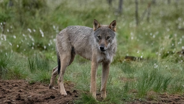 Ein Europäischer Grauwolf (Bild: APA/AFP/Olivier MORIN)