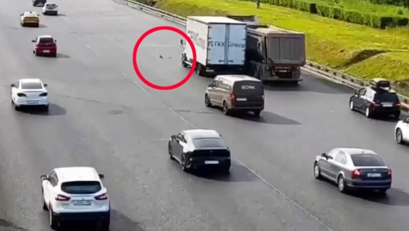Eine Entenfamilie, die in Moskau einen Autobahnring überqueren wollte, hat kürzlich mehrere Auffahrunfälle ausgelöst. (Bild: kameraOne (Screenshot), krone.at-Grafik)
