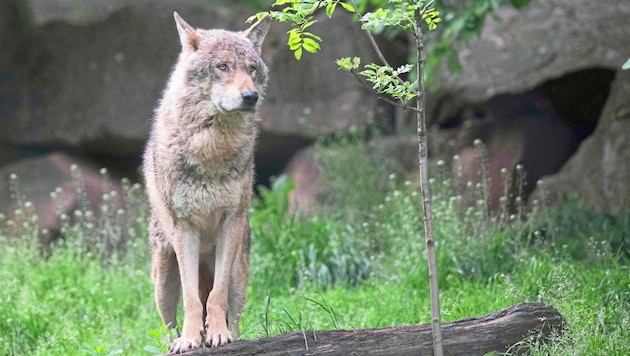 Dem Wolf geht es in Salzburg zwangsläufig an den Kragen. (Bild: AFP/Thomas Kienzle)