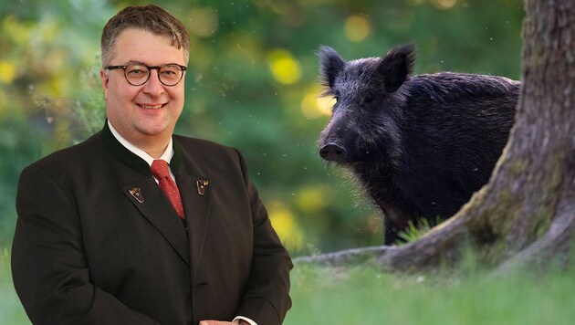 Der Salzburger RH-Direktor Ludwig Hillinger braucht zum Zählen von Wildschweinen das beste Gerät. (Bild: APA/Picturedesk, Krone KREATIV)