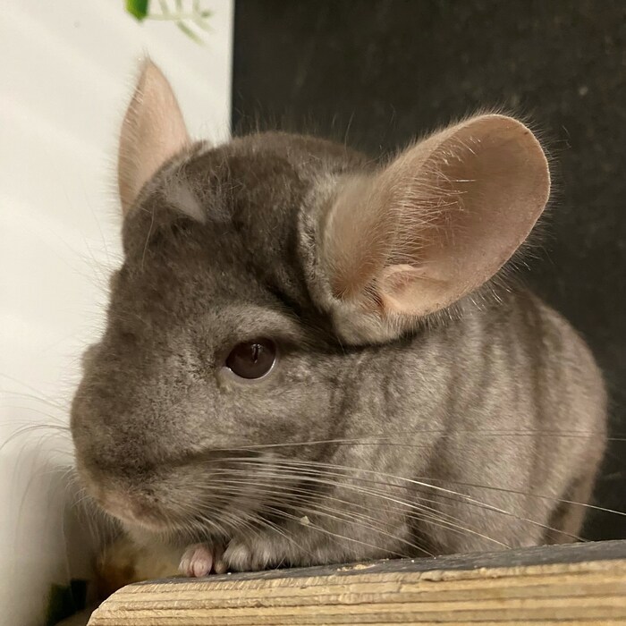 Chinchilla Knödl