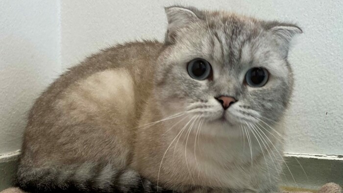 Oggy