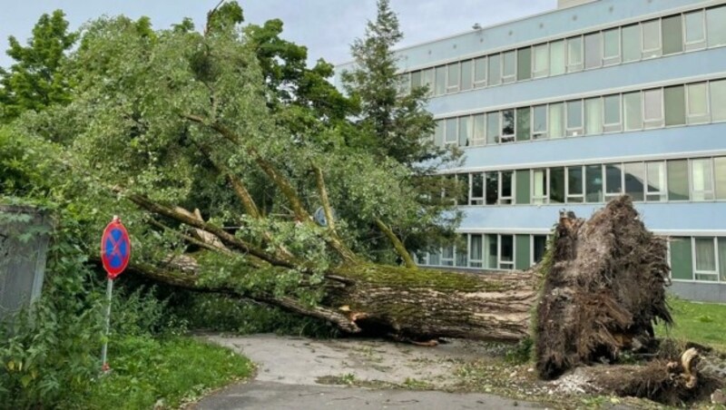 Auch dieser massive Baum im Hans-Lechner-Park in der Stadt Salzburg fiel der Sturmfront zum Opfer (Bild: zvg)