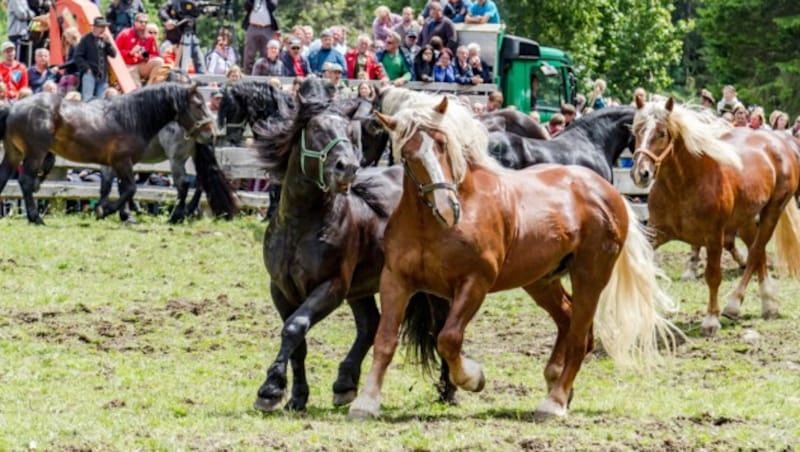 Hengstauftrieb - alljährliches Spektakel mit langer Tradition (Bild: mannitwo)