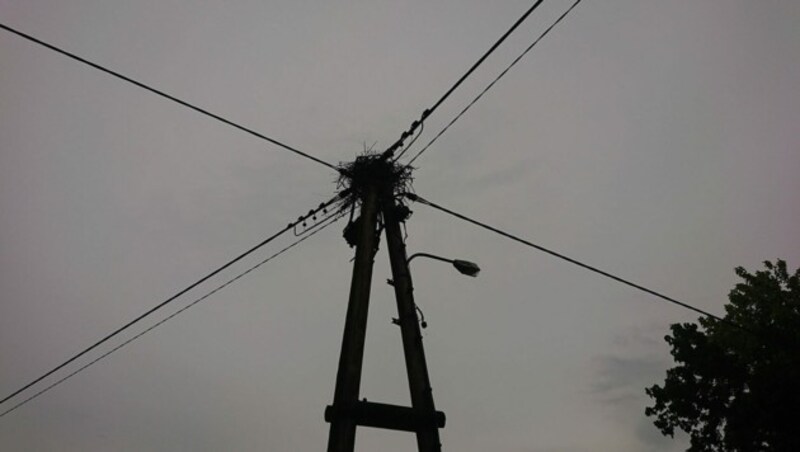 Auch der Storch, der am Strommast sein Nest hat, überlebte den Blitzeinschlag. (Bild: FF Preding )