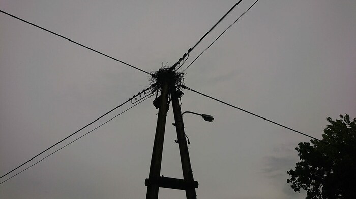 Auch der Storch, der am Strommast sein Nest hat, überlebte den Blitzeinschlag.
