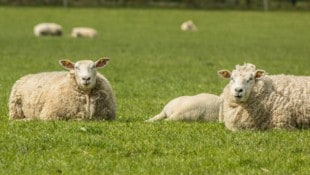 Fünf Muttertiere waren an den Pestiziden verendet (Symbolbild). (Bild: Britta Laser/stock.adobe.com)