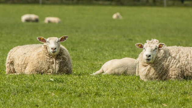 Five mother animals died from the pesticides (symbolic image). (Bild: Britta Laser/stock.adobe.com)