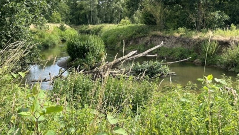 Das Naturschutzgebiete Doode Bemde in Belgien - ein Beispiel für Renaturierung als Hochwasserschutz. (Bild: APA/FRANZISKA ANNERL)