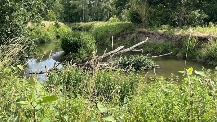 Das Naturschutzgebiete Doode Bemde in Belgien - ein Beispiel für Renaturierung als ...