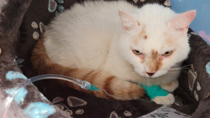Kastrierter Kater aufgegriffen.