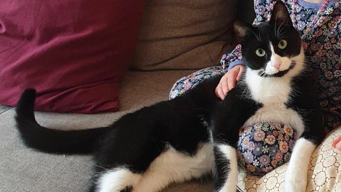 Schwarz-weiße Katze ausgebüxt.