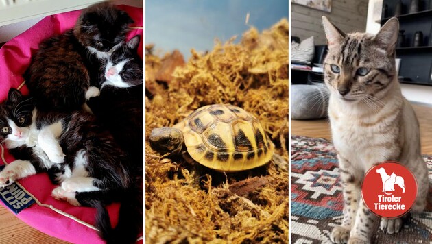 Katzenbabys zu vergeben, Schildkröte entdeckt, Kater entlaufen.