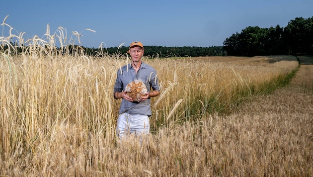 Das Joseph-Getreide gedeiht direkt vor der Bäckerei (Bild: Imre Antal)