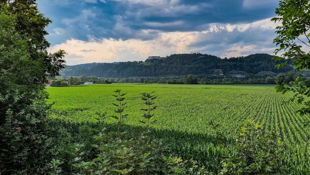 In Kirschentheuer wird weiterhin Mais wachsen können. (Bild: Arbeiter Dieter)