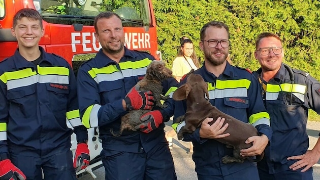 Die Tiere wurden unversehrt aus der misslichen Lage befreit. (Bild: FF Ludersdorf)