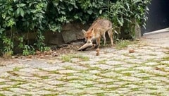 Auf leisen Sohlen pirscht er sich heran, kein Garten ist vor Reineke Fuchs sicher. Die bevorzugte Beute ist der Schuh. (Bild: Constantin Kratschmar, Krone KREATIV)