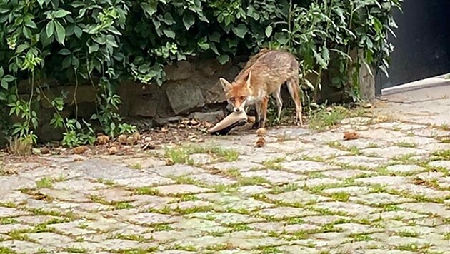 Auf leisen Sohlen pirscht er sich heran, kein Garten ist vor Reineke Fuchs sicher. Die bevorzugte Beute ist der Schuh. (Bild: Constantin Kratschmar, Krone KREATIV)