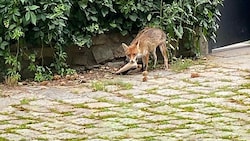 Auf leisen Sohlen pirscht er sich heran, kein Garten ist vor Reineke Fuchs sicher. Die bevorzugte Beute ist der Schuh. (Bild: Constantin Kratschmar, Krone KREATIV)