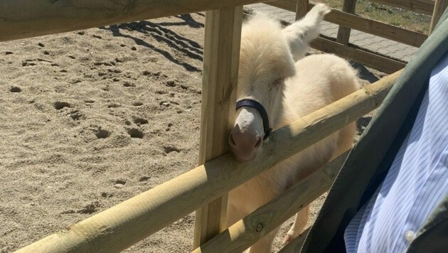 Barockesel „Otto“ gehört nun zum Team. (Bild: Charlotte Titz)