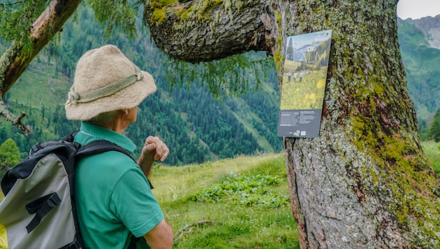 Kleine Infotafeln erklären dem Wanderer, welche positiven Auswirkungen ein Aufenthalt in den Bergen hat. (Bild: Hannes Wallner)